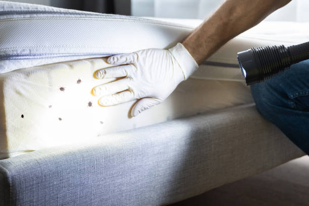 Best Commercial Pest Control Services  in Albertson, NY