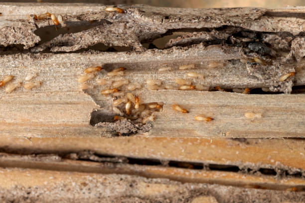 Best Residential Pest Control  in Albertson, NY
